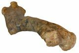 Fossil Hadrosaur (Kritosaurus) Humerus - Aguja Formation, Texas #113102-3